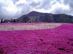 GWの秩父 羊山公園の芝桜