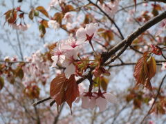 静内二十二間道・桜まつり♪～日帰りバスツアー～