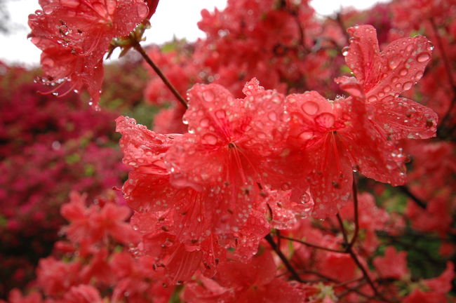 ■感想:小雨降りしきるハイキングでした。傘をさしていると写真が撮りづらいのが難点でしたが、つつじや陶炎祭のではたくさん写真を撮りました。笠間焼の町を巡るハイキング、雨でも十分楽しめました。<br />■移動手段:徒歩<br />■行程(歩行距離:約6.5km、所要時間:約4時間30分):<br />上野駅---(特急フレッシュひたち)---友部駅---(水戸線)---笠間駅---20分---骨董我楽多市---5分---笠間稲荷神社---5分---笠間日動美術館---5分---つつじ公園---30分---芸術の森公園・北ゲート---5分---陶炎祭---5分---陶芸美術館・工芸の丘---5分---陶の小径・やきもの通り---15分---笠間駅---(水戸線)---友部駅---(常磐線)---上野駅<br />■駅からハイキングについて:<br />JR東日本が主催している駅から出発するハイキングです。<br />中高年と家族連れに人気のハイキングです。<br />自然の中を歩くコースや文化・歴史を巡るコースや街の中を歩くコースなどあります。<br />大体8〜12kmのコースが中心で、中には険しいコースもあり、歩き甲斐のあるコースもあります。<br />個人的には、あまり旅行では行かないコースが好きです。<br />観光地化された観光地にない地味な発見に、新しい発見と感動を感じます。<br />地元では当たり前のことも、外から訪れた者には感動がたくさんあります。<br />日頃の運動不足解消も兼ねて、これからも参加していきます。<br />駅からハイキング<br />https://www.jreast.co.jp/hiking/