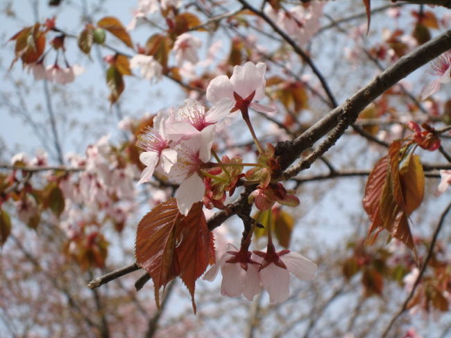 静内二十二間道 桜まつり 日帰りバスツアー 新冠 静内 北海道 の旅行記 ブログ By Mokomokoさん フォートラベル 静内二十二間道 桜まつり 日帰りバスツアー 新冠 静内 北海道 の旅行記 ブログ By Mokomokoさん フォートラベル