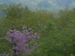 ヤシオツツジの石裂山