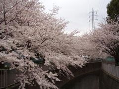 神田川沿いの桜 in 永福町