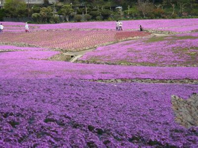 今年のＧＷは残念ながら海外はナシ！<br /><br />諸事情により仕方ありません・・・（泣）<br /><br />しかし兄夫婦が帰省するので一緒に出掛ける事になり<br /><br />三田・「花のじゅうたん」に行ってきました。<br /><br />行く途中、三田西ＩＣで降りるつもりが一つ手前の<br /><br />三田ＩＣで降りてしまいました。フウッーー大焦り（汗）<br /><br />でも看板が出ていたので安心。そのまま進みます。<br /><br />ネットで調べてた地図は普通の道っぽいのですが、<br /><br />実際は思いっきり山道のクネクネ～気分は六甲山！<br /><br />そして途中で入ったお蕎麦屋さんで、急に丹波の立杭焼<br /><br />にも行こう～という事になり足を伸ばす事にしました。<br /><br />花のじゅうたん・立杭焼・お蕎麦屋さん・・・どれをとっても<br /><br />いい所ばかりで本当にいいＧＷになりました！！<br /><br /><br /><br /><br /><br /><br /><br /><br />