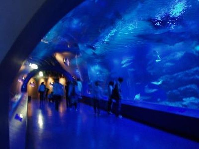 久々の水族館。<br />イルカショーとアシカショーを楽しんだり<br />変わった魚を見たり<br />かなり楽しかったです。