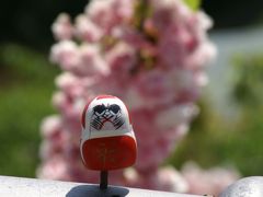 ダルマ・花の寺（勝尾寺）