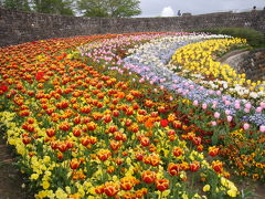 宮城のお花畑は満開です。