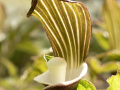 ５月の六甲高山植物園