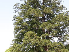 でかっ！日本一高い木（杉沢の大杉）