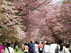 2008.5 満開の桜巡り…「しずない・二十間道路の桜並木」