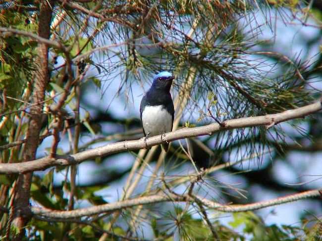 G/Wの連休を利用して、珍鳥の多く出る飛島に行ってきました。(^◇^)ﾉ<br />表紙写真は、日本三鳴鳥の一つ、オオルリ♂です。<br /><br />※ 2015.08.03 位置情報登録