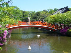 京都名庭１００選（６）新緑とつつじ～神泉苑、智積院