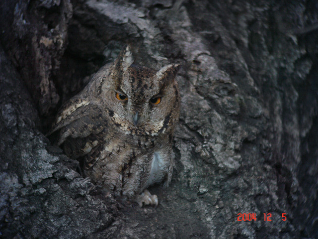 所沢にオオコノハズクが出ているとの情報で、見に行ってきました。\(^o^)／