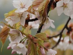 咲き誇る春、富士五湖香る草木の旅?