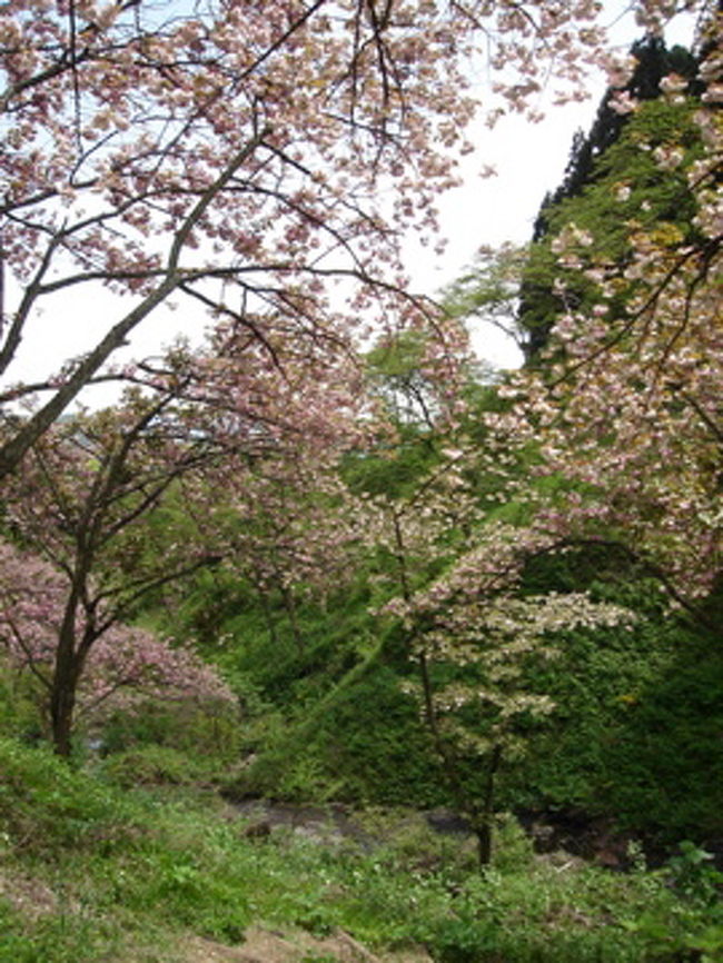 GWに、八重桜を見に行ってきました。<br />晴天で、新緑の風はとても心地よかったです。<br />ツツジもきれいでした。