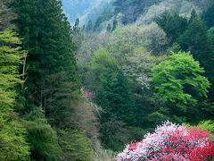 花桃発祥の地、はなもも街道。清内路村の国道２５６号は木曽谷と伊那谷を結ぶハナモモの道。　/　長野県下伊那郡清内路村（せいないじむら）