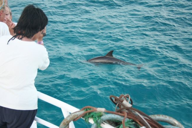 紅海の町、ハルガダ１４泊１５日の旅☆９日目・ドルフィンツアー