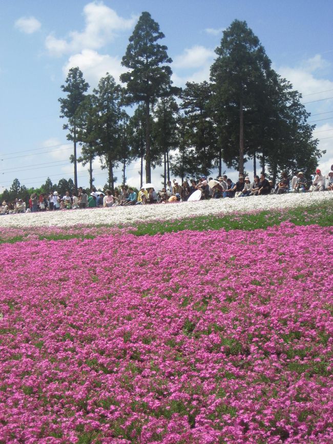 ４月27日くらいでしたでしょうか、秩父・羊山公園の芝桜が開花の最盛期を迎えました！───と公式サイトの開花状況にあったのは。<br /><br />やられた───！<br /><br />秩父くんだりまで行くのにゆっくり休みをとるには、ゴールデンウィークを待つしかないと思っていた矢先です。<br />この分では、ゴールデンウィークにはピークが過ぎているかもしれません。<br /><br />と思ったのですが、芝桜の見ごろはなんとかゴールデンウィーク終わりまで続くようです。<br />そして５月４日の今日、多少、花が薄くなっているところや、緑が目立っているところがありましたが、確かに見ごたえ十分でした。<br /><br />羊山公園の芝桜の丘は、入ってすぐに一望できます。<br />そのため、正直、最初は、「これだけ？」と拍子抜けしました。<br />それに、これだけ有名なところに、ゴールデンウィークの真っ最中に訪れたのです。<br />予想どおりの人込みで、公式サイトなどにあるような花だけの風景写真はとても無理です。<br />人の少ないところを選ぶのも難しそうです。<br /><br />しかし、ゆっくり歩きながら、どんな写真を撮ろうかとファインダーと実際の風景を代わる代わる眺めているうちに、本日の写真テーマが決まってきました。<br />大勢の人が芝桜を楽しみにやってきているその様子を、無理にファインダーの外に出さずに自然に撮ること。<br />接写は、一面の芝桜をイメージさせる写真よりも、ちょろちょろ目立ち始めた雑草込みだったり、といった、ちょっとひねくれた写真にしてみること。<br /><br />テーマが決まると、もうこっちのものです。<br />テーマに沿った理想の写真を求めて、時間がたつのも忘れて夢中になりました。<br /><br />もちろん、羊山公園の芝桜の醍醐味、武甲山のある風景も撮りました。<br />入口と反対側の１番高台になっている林からの見晴しもすばらしくて、写真アングルとして気に入りました。<br /><br />この目で見ることができて、自分のカメラで写真を撮ることができて、約１時間半の散策が終わった頃には、来てよかったと大満足できました。<br /><br />その後の買い物と買い食いにも、さらに１時間以上かけてしまいましたけどね。<br /><br />秩父観光協会公式サイト<br />（羊山公園の芝桜の開花状況がチェックできます）<br />http://www.chichibuji.gr.jp/<br /><br />「花の絨毯を満喫　芝桜の丘<br />　羊山公園の一角にあり、平成12年から芝桜の植栽がはじまりました。年々植栽面積や株数が増え続け、今年は16,500mに８種類、約40万株以上の芝桜が咲き揃い、見渡す限り花の絨毯となります。<br />　この芝桜の丘の模様は秩父夜祭の屋台や笠鉾の囃子手の襦袢模様と躍動感をデザインしたもの。その眺めもさることながら、秩父のシンボル「武甲山」とのコラボレーションは素晴らしいロケーションを誇ります。<br />　ベンチなどが各所に設置され、ゆっくり美しい景色を堪能できます。」<br />（秩父羊山公園・芝桜の丘のチラシより）