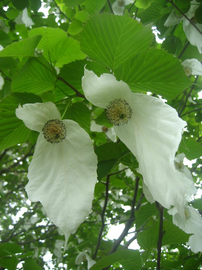 前回フライングだった智光山公園のハンカチノキ。<br />ゴールデンウィークにぜひ花の姿を撮りに行こうと目論んでいました。<br />あいにく本日５月５日は１日曇り空でしたが。<br />その名の由来どおり、たくさんのハンカチが干してあるような満開のハンカチノキの実物を、ついに拝むことができました。<br /><br />ああ、これで思い残すことは───まだまだありますわい@<br /><br />いくら念願のハンカチノキの花が撮れたからといって、それだけではここで１つの旅行記にするには足りません。<br /><br />園内はハナミズキは終わっていて、バラもアジサイもまだでした。<br />でも、前回、緑の花を見せてくれたオオデマリはピークを迎え、他にもよく見ると、あちこちに花がいっぱいでした。<br />これで、前回は行かなかった「ひょうたん池」を回らなかったら、この旅行記は、智光山公園・春の植物図鑑になっていたかもしれません。<br />といっても、撮った花の数は17種類ほどですね。<br />山野草展も、展示は半分以下に減っていたものの、カメラを向けたくなる面白い植物に出会えました。<br />やっぱりほとんど植物図鑑でしょうか。<br />もっとも、前回の旅行記も似たようなものといえば、そうかもしれません。<br /><br />前回初めて智光山公園を訪れたときの旅行記（2008年４月23日）<br />「ちょっといいトコ見つけた───狭山市の智光山公園」<br />http://4travel.jp/traveler/traveler-mami/album/10234615/<br /><br />園内案内図はこちら（前回撮ったものです）<br />http://4travel.jp/traveler/traveler-mami/pict/13718051/<br /><br />今回の経路。<br />前回と同じく、細長く広い智光山公園のうち、都市緑化植物園の周辺を散策しました。<br />まずは一番目当てのハンカチノキを見たあと、花木園でオオデマリ・コデマリ、フジなどを撮り、今回は「ひょうたん池」の周辺をぐるっとまわり、最後に教材園、薬草園、それから管理棟の「緑の相談所」でトイレを借りるついでに、まだやっていた山野草展の写真を少しだけ撮って帰りました。<br />教材園や薬草園は前回よりも花がたくさん咲いていました。<br /><br />都市緑化植物園の案内図（前回撮ったものです）<br />http://4travel.jp/traveler/traveler-mami/pict/13718052/<br /><br />狭山市公園管理事務所サイトの智光山公園のページ<br />http://www.city.sayama.saitama.jp/kakuka/kensetu/kouen/hp/park/shokai/chikouzan/chikouzan.htm<br />「子供と一緒に遊びに行こう！」の智光山公園のページ<br />http://santa.cside.com/kouen/tikouzan.htm<br />「旅に行きた隊！」の智光山公園のページ<br />http://quetzal.gozaru.jp/q010/sy01.html