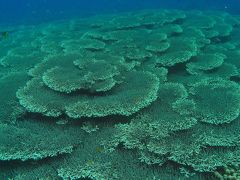 フィリピンの海　アポ島