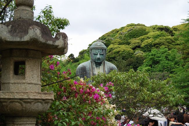 GWの真最中5月4日に15年位振りに鎌倉のお寺巡りに行ってきました。<br />過去3回行ってますが有名な鎌倉大仏や長谷寺に行ってなかったのです。今回は江ノ電にも乗りました。やっぱり鎌倉大仏はデカかった〜!<br />また行きたい所ですが、こんなに混雑してる鎌倉は懲り懲りなので、次回は平日にします。