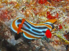 フィリピンの海　セブ島　リロアン（2/2）