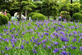 2008春、八橋の業平ゆかりの杜若(2/3)：紫一色のカキツバタの花、風流な姿の石灯篭