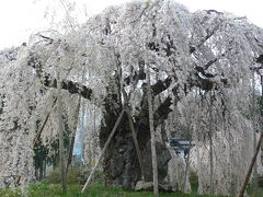 信州で遅い春を満喫?・・・飯綱町の水芭蕉・桜・桃の花（丹霞郷）