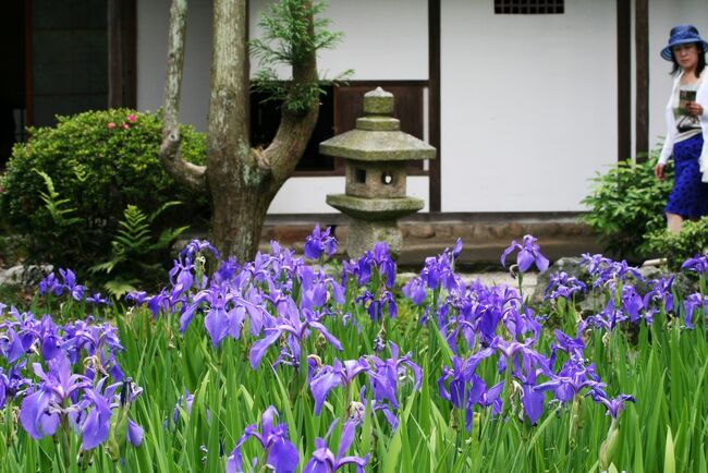 知立市八橋にある無量寿寺のカキツバタです。｢からころもきつつなれにしつましあれば はるばるきぬるたびをしぞおもふ｣の和歌を思い出しながら散策してきました。平安時代の歌人、在原業平に因む杜若の庭園です。家から車で45分程の距離です。 