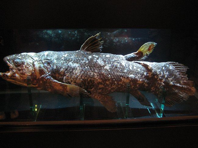 アクアマリンふくしま いわき水族館 いわき市 福島県 の旅行記 ブログ By 悠遊人 ゆうゆうじん さん フォートラベル