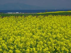 菜の花のまち横浜