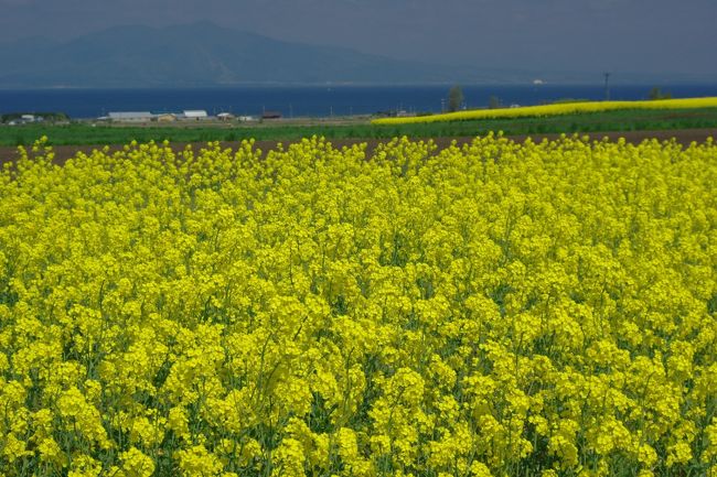 菜の花でいっぱいの町、下北半島の横浜