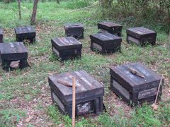 ミツバチ・ニセアカシヤ蜂蜜。栃木県宇都宮市宇都宮市下桑島町