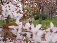5月18日　釧路　「サイタ　サイタ　桜が　咲いた！」