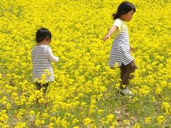 ［08］立山山麓スキー場の「菜の花」