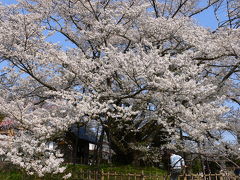 信州で遅い春を満喫?・・・戸隠～素桜神社の神代桜～善光寺