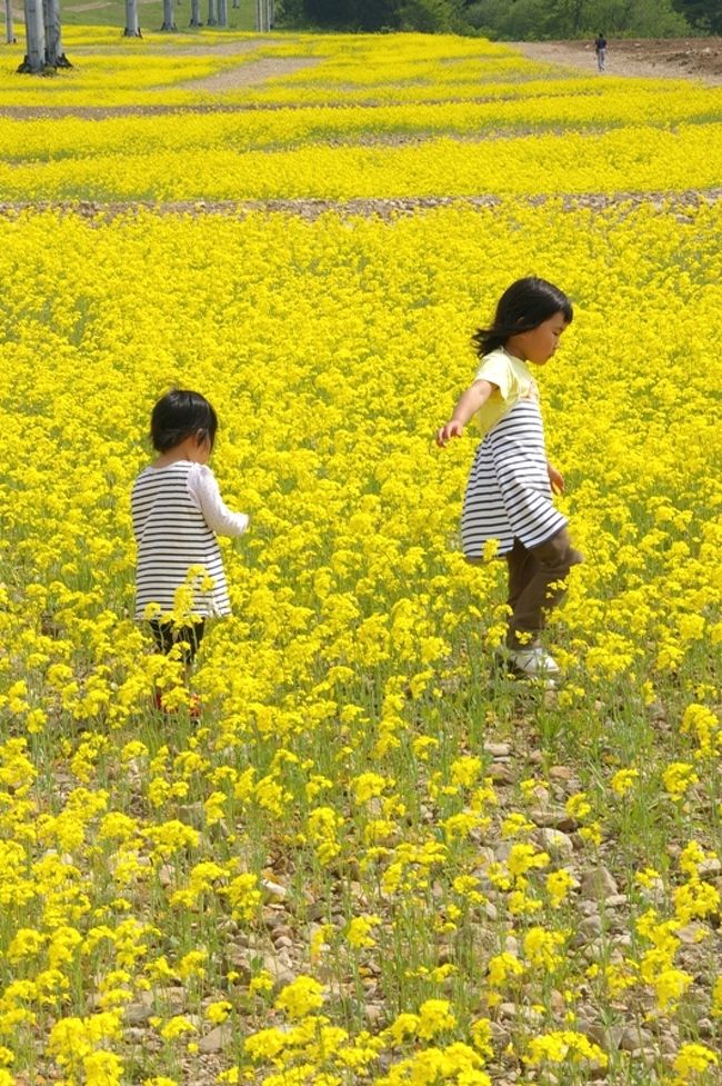 旧大山町の立山山麓スキー場らいちょうバレーゲレンデへ菜の花を見に行ってきました。<br />＊菜の花畑は今年始めたばかりです。今後改良等行われて数年後には見事になるでしよう。<br />＊菜の花畑の右側は，向日葵畑になる予定で土壌の整備を行っていました。<br />＊リフトは冬季しか動いていませんが，稜線までのゴンドラは通年動いています。<br />＊立山山麓スキー場には，あわすの・らいちょうバレー・極楽阪のエリアがあります。（以前は別々のスキー場でしたが，現在は立山山麓スキー場として一括運営されています。）<br />