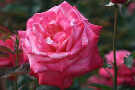2008春、庄内川緑地公園の薔薇(2/3)：レディ・ローズ、正雪、アマツオトメ