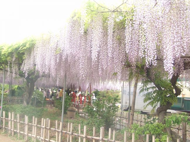 家から割と近くにある上野寺という地域に個人の庭を開放しているところがあり、母が毎年訪れていたので今年は私も連れて行ってもらいました。<br />藤棚が見事で風が吹くとカーテンのように揺れて素敵です。<br />あたりに匂いも充満していていい心地でした。<br />ベンチやお茶も用意してあり、心の広い方だなぁと感心しました。<br />割とすぐ見頃が終わってしまうのですが来年また見に行きたいと思いました。