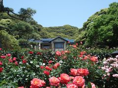 江ノ電にのって　鎌倉文学館バラまつりと初夏の長谷寺　