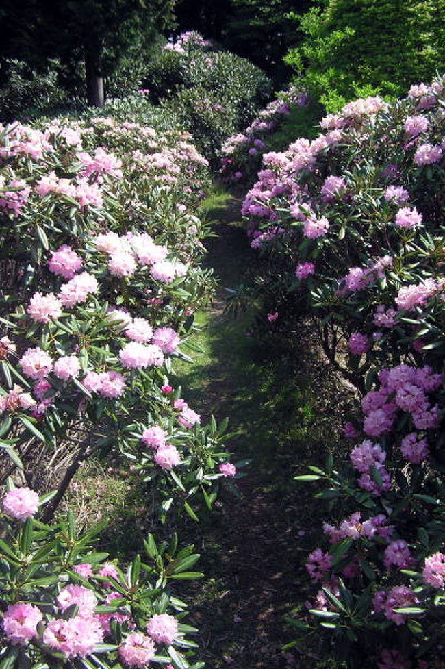 ５月１６日に奈良県十津川村の玉置山に登ってきました。<br />今年は例年より少し遅く訪れたこともあり、玉置山の中のブナ林内に咲くシャクナゲが見頃となっており山頂のシャクナゲ畑の方が終わりかけでした。<br />でも、結構楽しめました。<br />また、森の中、山頂がこんなのだったら奥熊野宮・玉置神社の境内のシャクナゲは期待できないなっと思いつつ山を下っていきましたが、神社境内でも日当たりの良いところのモノはもう散り始めていましたが、日陰のモノは見頃でした。<br />この日は、平日にもかかわらず多くの参拝客でにぎわっていました。<br />