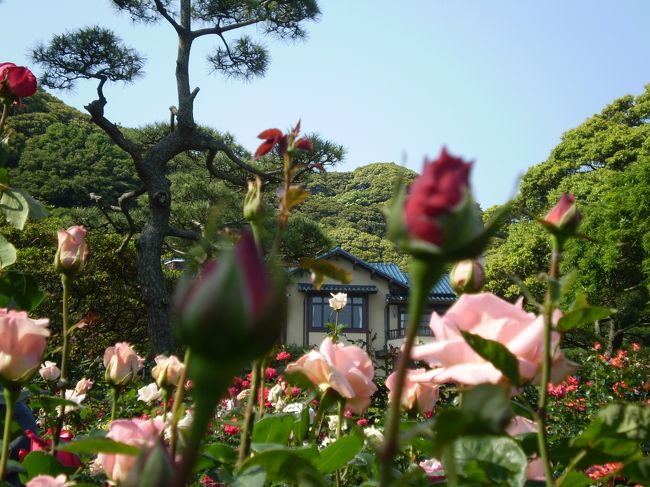 鎌倉文学館☆展覧会関連イベントであるトークショー「田村隆一の魅力」に申し込みました。<br />その前に、やっぱり企画展も見ておこうと出かけたら、<br />ちょうどバラのシーズン♪<br />　文学館とバラ園は、薔薇お目当ての方達で、いっぱいでした。<br />