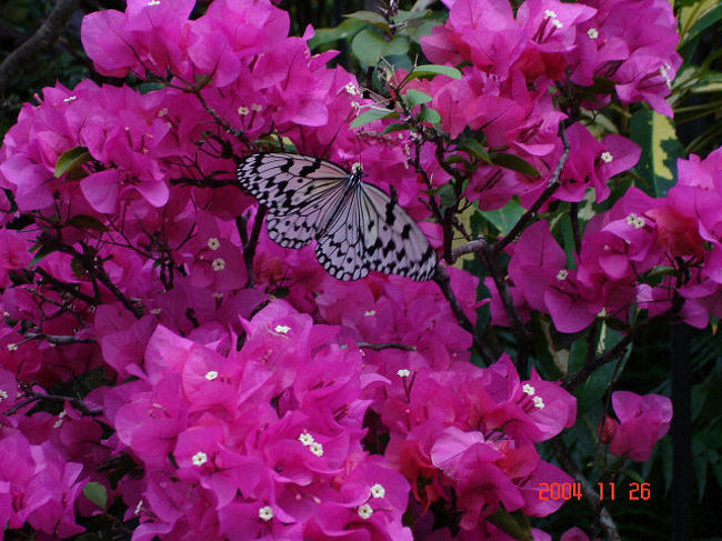 石垣島でバードウォッチングを楽しみました。(^з^)-☆<br /><br />表紙画像は、ブーゲンビリアで吸蜜する日本最大の蝶オオゴマダラ（マダラチョウ科）です。