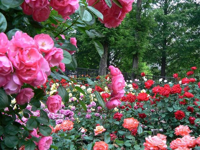 四季の香公園 Rose Garden 練馬 東京 の旅行記 ブログ By もろずみさん フォートラベル