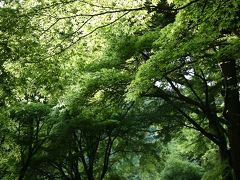 小さな旅●東川端・新緑のエビネの森へ