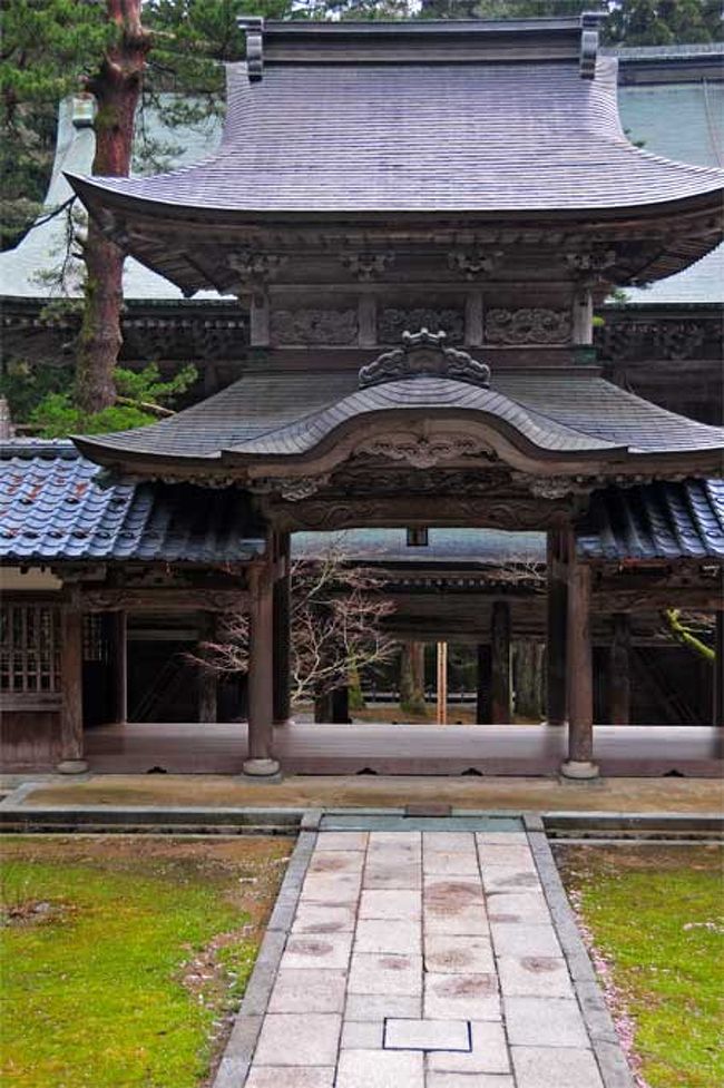 昨夜泊まった山中温泉のホテルは、学生時代にお世話になったホテルに再度泊まろうと怪しい記憶から見当を立てたのだがどうやら間違いだった。<br />同行の友人が大学の文学部教授に推薦してもらったホテルに行ったら学生ではしり込みする立派なホテルで、案の定やんわりと学生さんには無理な値段だからと安いホテルを世話してくれた。その上でせめてと思ったのか、後で匿名の電話で「風呂にひたりに来なさい」といってくれてすばらしい庭園の中央の露天風呂に入れてくれた。社会人になったらちゃんと泊まりに行きたいと思ったが45年も経ってしまった。<br />今回のホテルはスケールが劣るが しだれ桜の下の風情ある露天風呂に入れたので、まあいいか。<br /><br />宿を出て一路福井へ。今日の観光は市内名園の養浩館、永平寺と一乗谷朝倉遺跡。郊外の方を優先してまず永平寺に行き福井に戻って一乗谷に行くのが普通だ。数年前に関西の友人との三国で蟹を食べる忘年会に参加し、福井で落ち合う時の時間つぶしに永平寺と朝倉遺跡に行った経験から、今回は永平寺から朝倉遺跡にタクシーでトンネル利用のショートカットで行くことにした。<br />ところが福井駅前のレンタカーの表示を見ると二人ならレンタカーの方がよほど楽で効率よい事がわかり、切符を返してレンタカーに切り替える。ちなみにこの地方の電鉄とバスは高くて両方廻ると\2000/人ぐらいになる。<br />永平寺はすでに2回行っているし、(後でちょっとコメントするが)観光的にはどうかなと思うのだがかみさんはまだ行ってないせいだろうが行きたいと言うので仕方なく・・。それより一乗谷の方がすばらしいのだがとぶつぶつ。<br /><br />永平寺<br />皆さんよくお知りでしょうから簡単に<br />約800年前鎌倉時代に高祖道元禅師が中国から曹洞宗を伝えて日本曹洞宗の基礎を作る。はじめの道場は宇治の興聖寺であったが信者の越前の土豪に乞われてその領地に移る。寺号は中国に仏法が伝来した年号「永平」を取った。意味は永久の平和である。<br />なお4世の蛍山禅師(高祖に対して太祖という)が寄進を受けた能登の総持寺も共に大本山である。総持寺は後に明治31年に焼失したがそれを機会に布教の利便性を考慮して明治40年横浜市鶴見区に移転する。能登の総持寺は総持寺能登祖院として後に再建される。<br /><br />永平寺の建物は栄西、道元禅師が修行した中国天童山景徳寺を模したといわれ七堂伽藍などが宗時代の様式のままに斜面に立体的に並び回廊で結ばれている。<br />改めてこの知識で見るとこれまでに訪れた寺院と違う感触なのはそのためかと理解できた。<br />反面、かなり深い森の中にあるとはいえ、これまで訪れた寺院に比べると自然と調和した美しさに欠けるのは中国様式尊重と修行道場であることにその理由があると見るのは偏見だろうか。<br /><br />永平寺の歴史を読んだ感想を付け加えると<br />1. 今一つ中国禅宗の流れを汲む臨済宗が鎌倉幕府や貴族階級の支持を得たのに対して曹洞宗は政治権力を避けて一般民衆の帰依を受けて地方への布教を目指した。そしてそのための人材養成に重点を置いた。これがいまの永平寺に伝わる座禅修行の原型なのだと思った。<br />2. 蛍山禅師は男女平等の姿勢を打ち出し、積極的に門下の女性を住職に登用され、尼僧団も結成された。今はどうなっているのだろうか。<br /><br /><br /><br /><br /><br /><br /><br />
