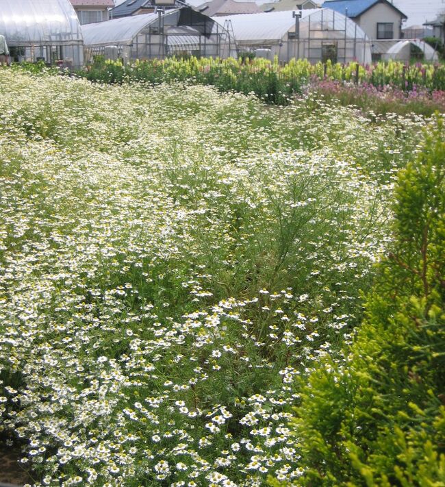 風にそよぐカモミールたち。<br />ああ、いい香り。<br />日本に戻ってくるたびに、いそいそと花摘み農園に向かいます。<br />しあわせ気分を味わうために。<br /><br />唐辛子婆は<br />国と東京都と小平市が共同主催した援農ボランテイアの講座を半年間受講してボランティア認定を受けました。<br />農業を事業としてやっていくための知識ってこんなに多岐にわたるんだ！<br />と目を見張る思いでしたがとても面白く、もっと早くに知っていればと思うことばかり。<br /><br />そして野菜・果物・花のうちどれを選んでもいいと知らされて迷うことなく花摘みの小川農園で働くことにしました。<br /><br />そのチョイスは今考えても素晴らしく幸運だったのだと思います。<br />その仕事が「面白くて面白くてしょーがねえんだよ！」という方のもとで働く幸せ。<br /><br /><br /><br />★Japan　～ミツバチばあやの冒険～　サイトマップ<br /> http://4travel.jp/traveler/tougarashibaba/album/10453406/<br /><br />