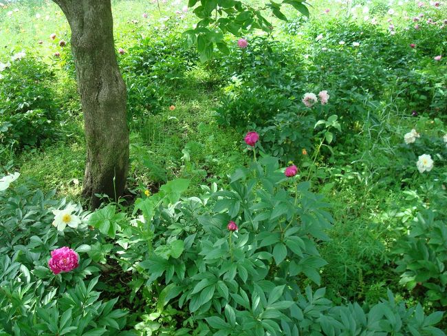 秘密の花園 龍宝寺 鎌倉五月の花便り 鎌倉 神奈川県 の旅行記 ブログ By Waterlilyさん フォートラベル