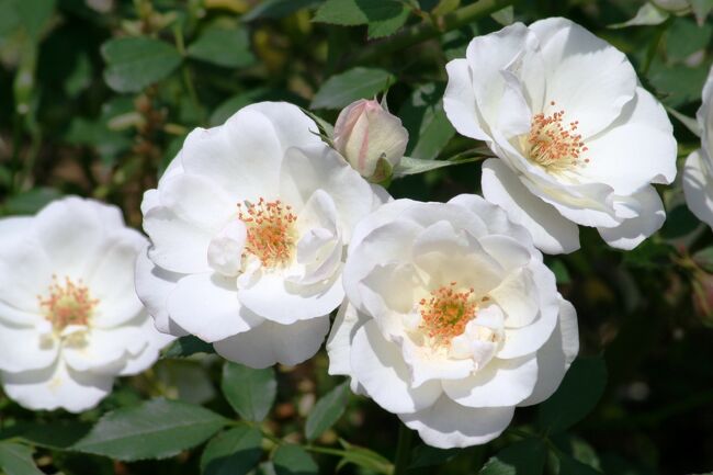 岐阜県可児市の花フェスタ記念公園の薔薇の紹介の続きです。