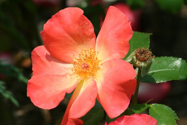 2008春、花フェスタ記念公園の薔薇(3/14)：プレー・ボーイ、レッド・ムーン、星月夜