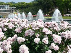 須磨離宮公園のバラ